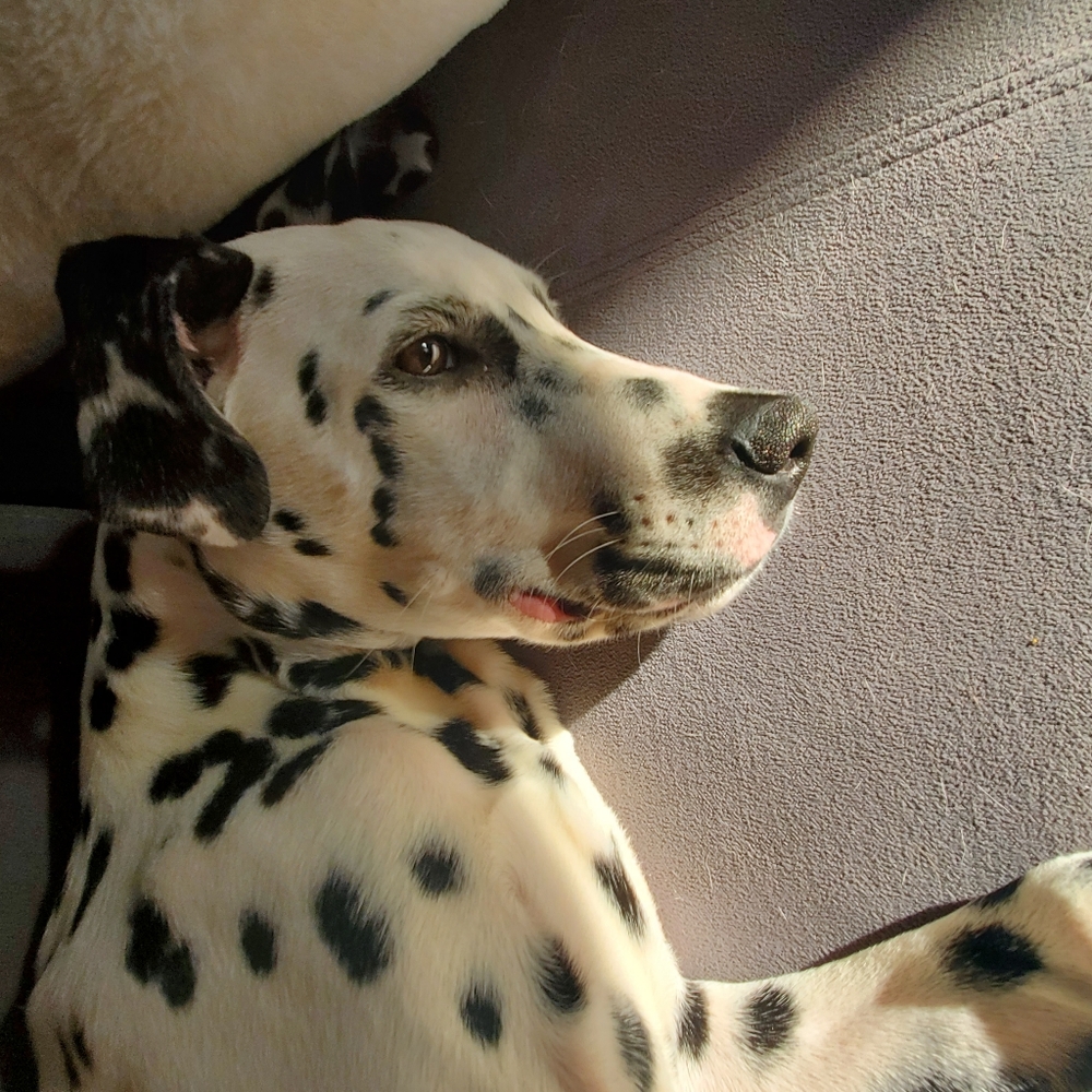 Meet Max! - Picture 10 of 14